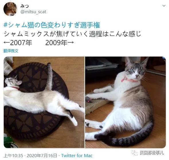 养暹罗猫会得什么病吗,养暹罗猫就像开盲盒