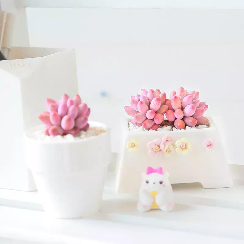 多肉去哪里买最便宜,花市买多肉怎么选