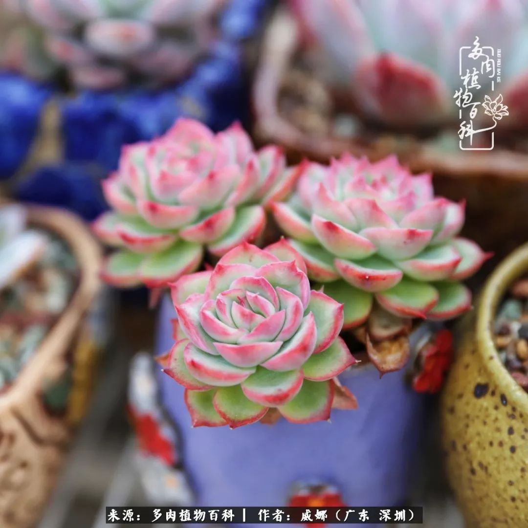 笼子里的多肉,露养的多肉和室内的多肉区别