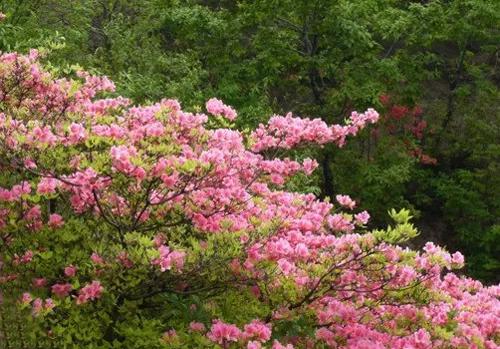 魂牵梦绕的地方是家乡完整版,魂牵梦绕的地方