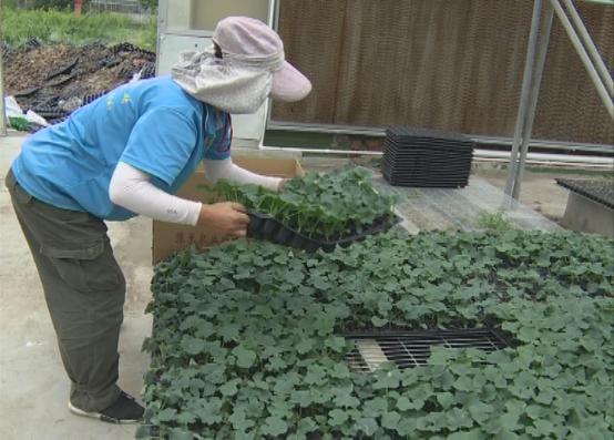 临颍南瓜,临颍县南瓜