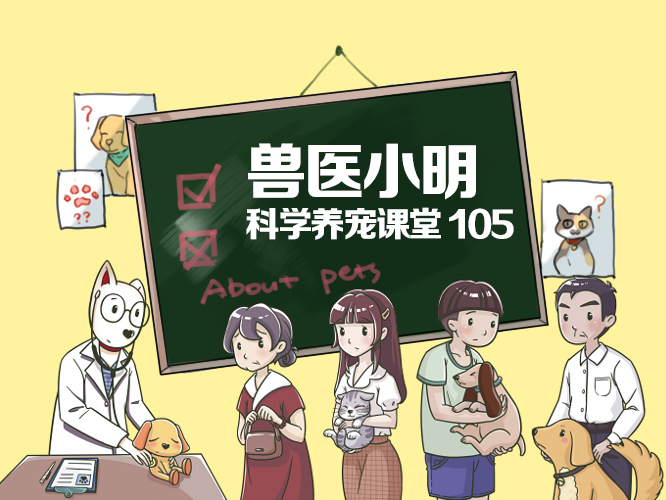 想养泰迪这6个缺点你可得想好了,巨贵犬和巨型泰迪有什么区别