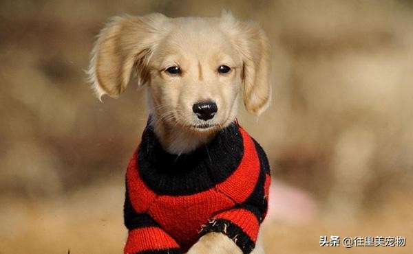 狗狗大便拉不出来拉回来还是软便,狗狗经常软便拉稀是什么原因