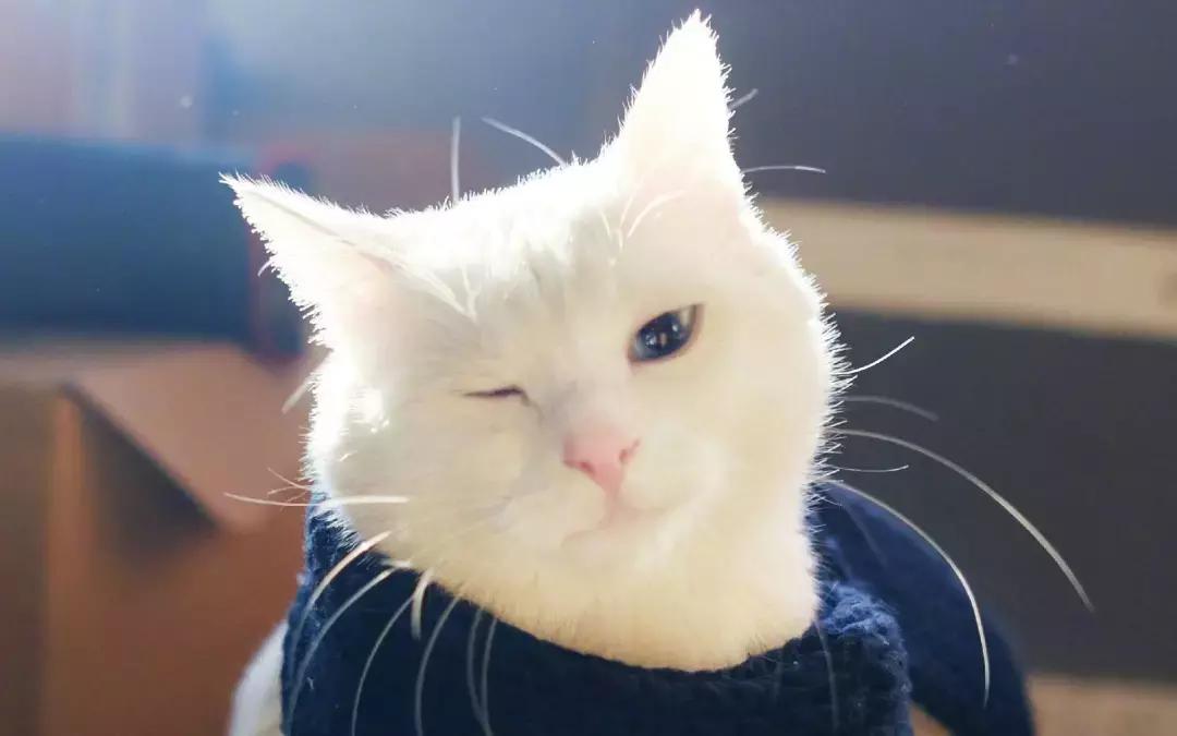 福懋动物医院看病贵吗,福懋动物医院猫科