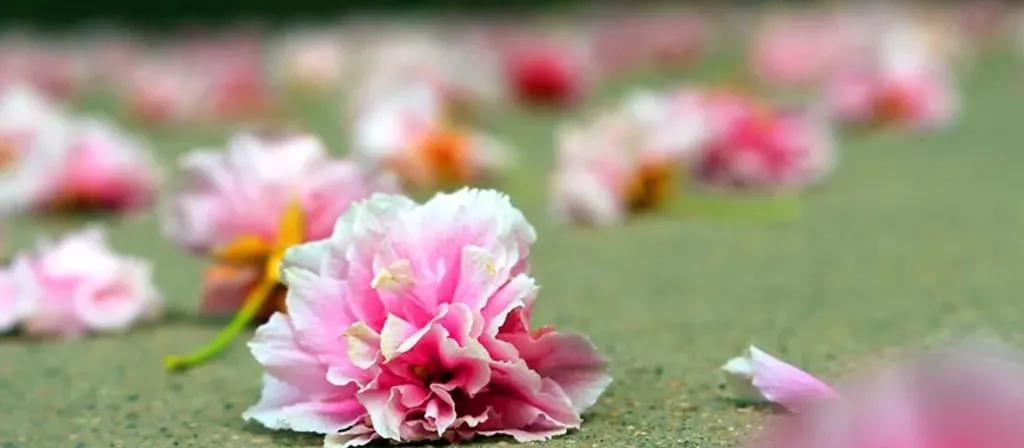 比张爱玲更早成名的女作家,终身未嫁,被学生出卖,生日当天自杀