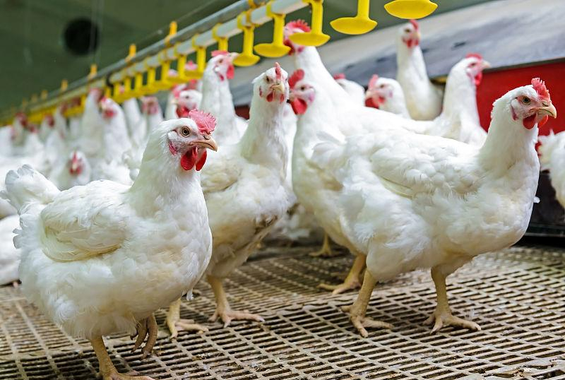 养鸡怎么控制鸡瘟,如何预防鸡病发病