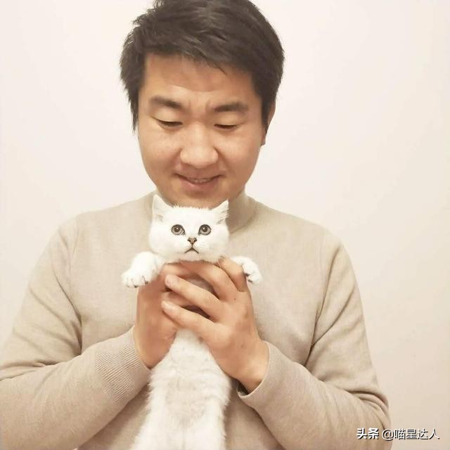 养猫的基本知识和方法,猫要怎么养详细解答科学养猫