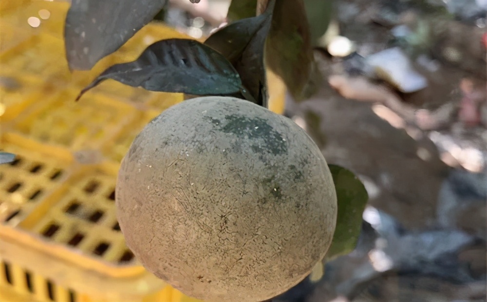 柑桔白癞病,小心你的果园中招