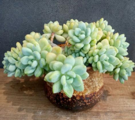 鹿角海棠叶子为何发皱,鹿角海棠干瘪发皱了如何救活