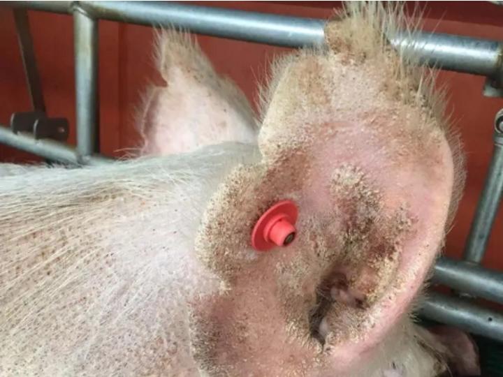 猪皮肤病怎么预防,猪的皮肤病怎么治