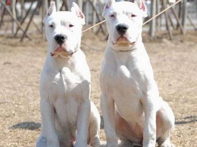 杜高威猛到什么程度,杜高犬看着凶猛吗