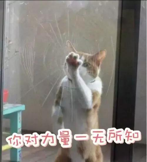 5000以上的自动猫砂盆,给猫买好多碗