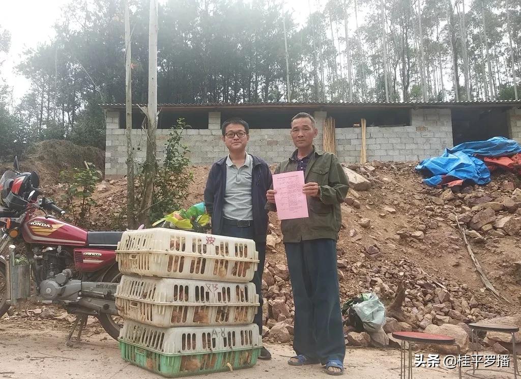 广西桂平就业创业,广西桂平创业养鸡