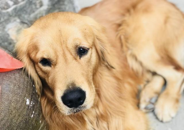 金毛被卖到肉店,金毛丢失重逢