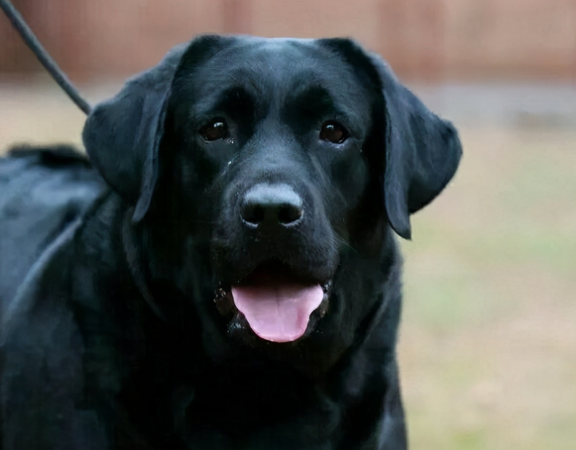 1000块钱的黑色的拉布拉多小狗,拉布拉多黑色前胸白毛是不是不纯