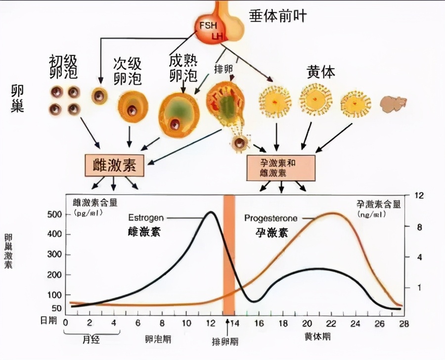 来姨妈前一周皮肤是不是变差,来姨妈皮肤变差怎么办