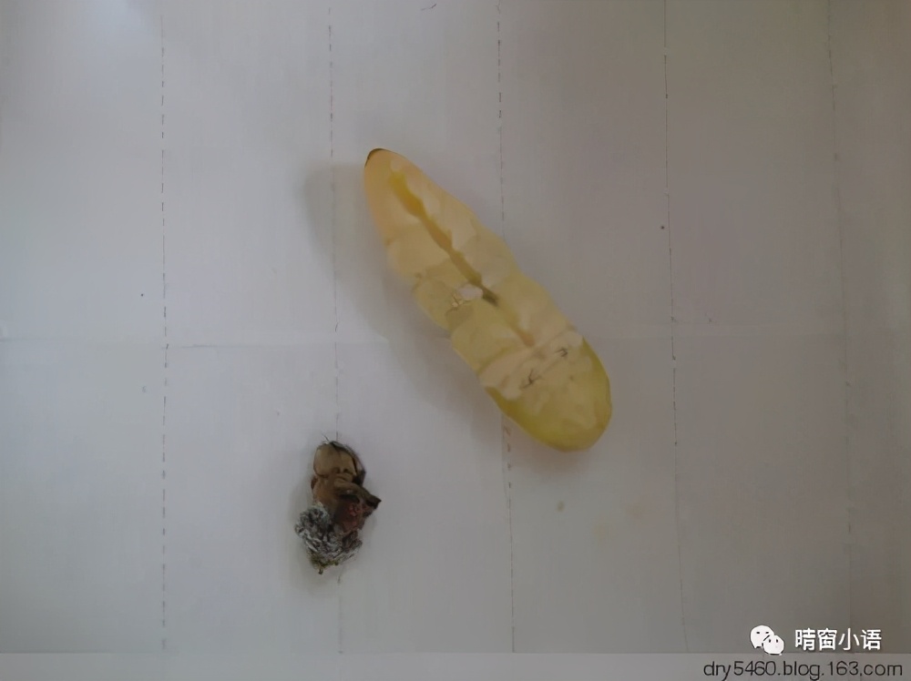 养蚕记怎么写三年级200字,蚕化蛹为蝶的过程总结