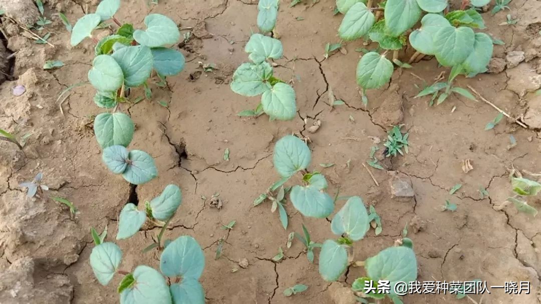 秋葵种植技巧和方法,秋葵出苗后多大可以移栽花盆里