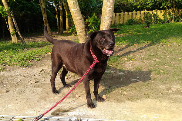 哈士奇中暑会不会死亡,哈士奇中暑怎么办