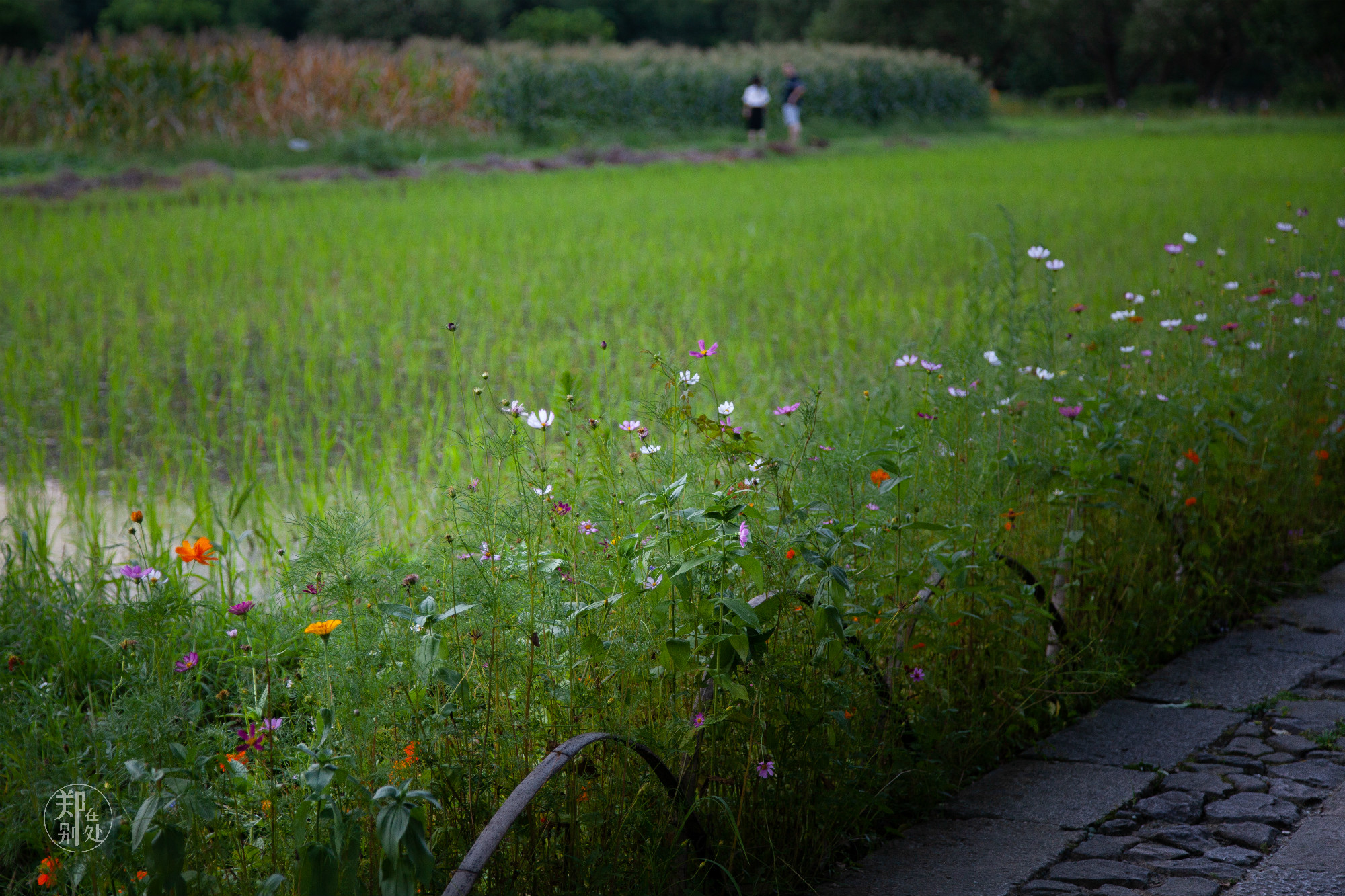坐公交游杭州几路最好,杭州87路公交沿路风景