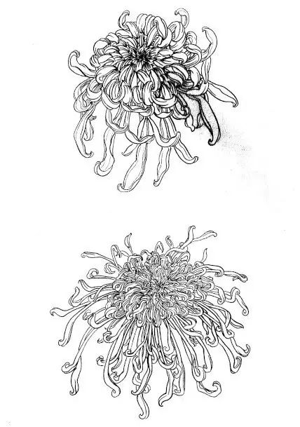 中国画菊花作品集锦,菊花花瓣白描的详细步骤
