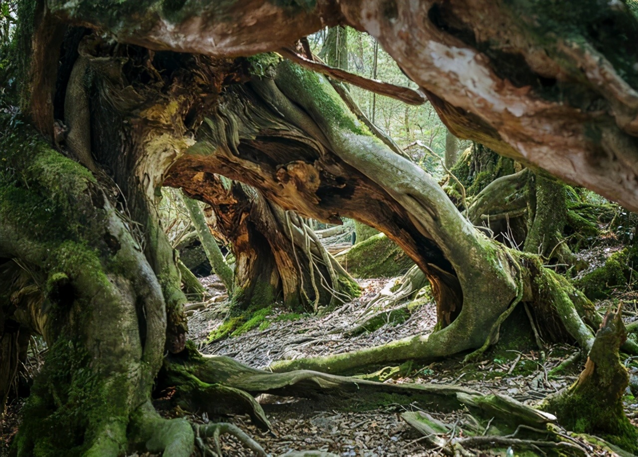 毒蛇能咬死牛吗,在农村被毒蛇咬