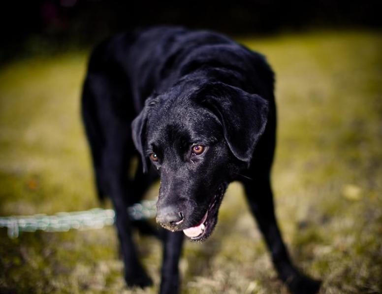 1000块钱的黑色的拉布拉多小狗,拉布拉多黑色前胸白毛是不是不纯