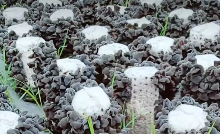 【原创】黑木耳代料栽培技术