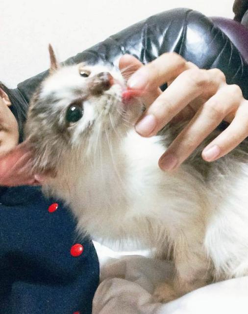 猫咪舔毛是为了清洁么,猫咪舔毛时有哪些不能做的