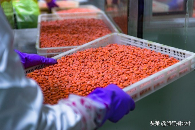 美丽青海，秋收的季节都兰红了，爆汁鲜甜的枸杞有小拇指大小