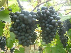 摩尔多瓦好吃吗,摩尔多瓦重要吗