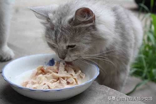 猫咪怕水怎么吃鱼,猫不会捕鱼它是怎么知道鱼好吃的