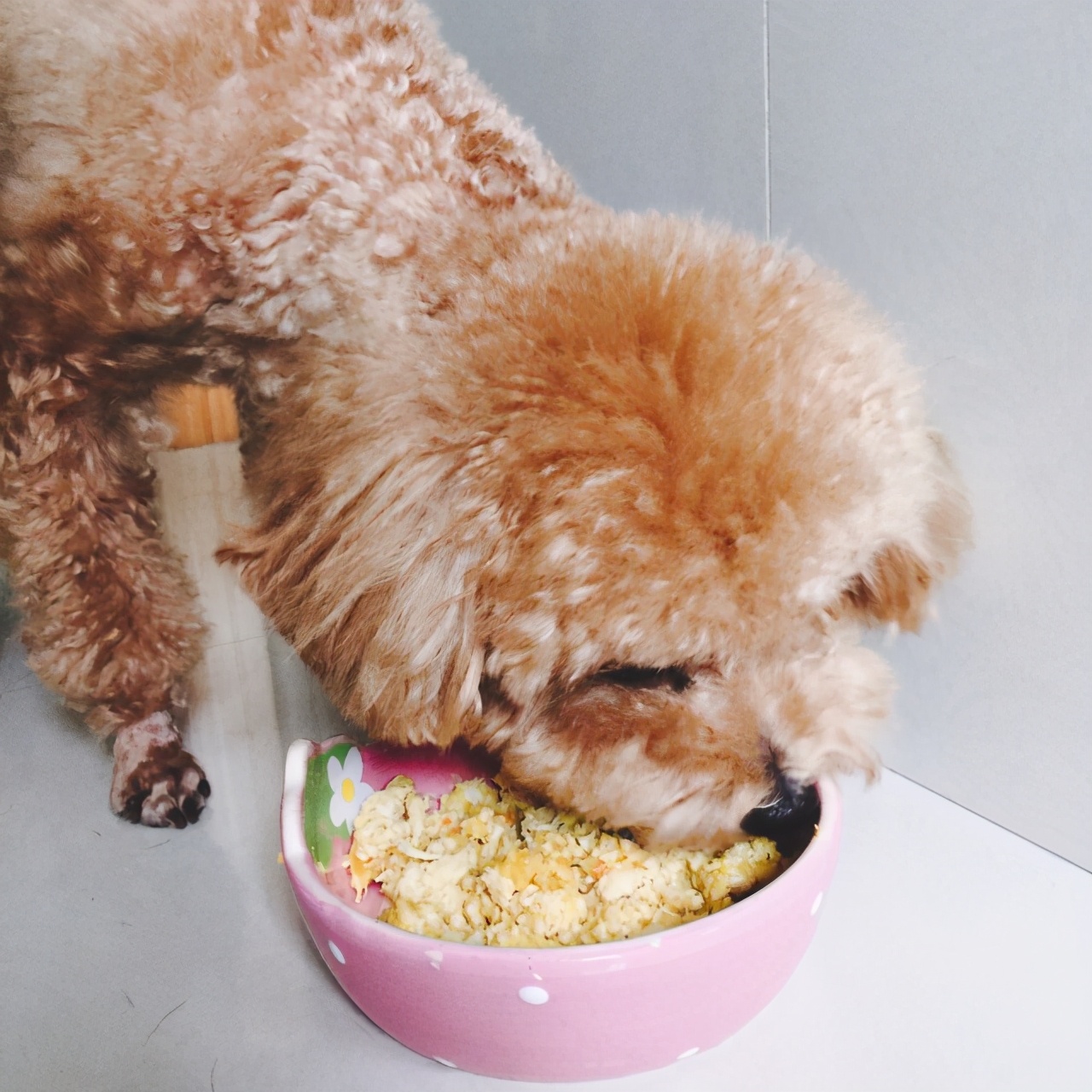 泰迪挑食不吃狗粮吃冻干肉零食,泰迪挑食不吃干狗粮怎么办
