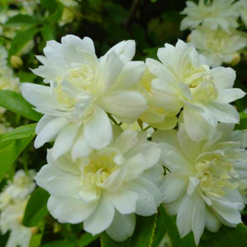 国内一种花，开花时比香水都香，花期长又好养，誉为天下第一香