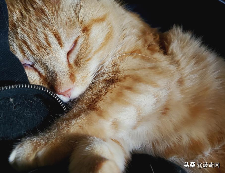 卡车司机收养流浪猫三只,卡车司机收养流浪猫抖音