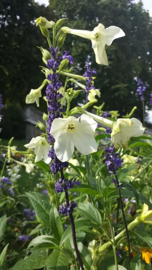 这4种花卉很漂亮花量大观赏度高,20种漂亮花好看不好养