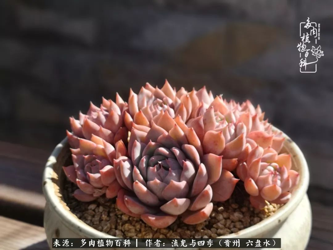 养多肉这几点新手必要知道,在养多肉的路上越走越远