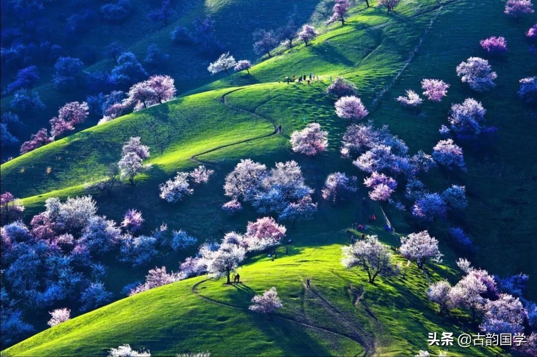 鲜花古诗,十幅书法十首唐诗沁人心脾