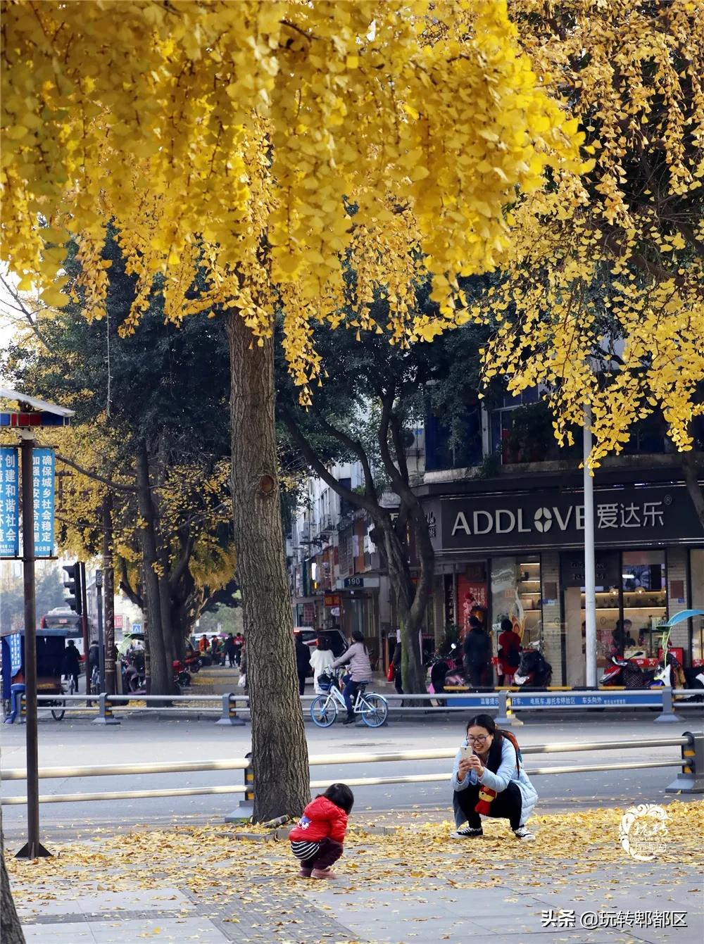 郫都区十大银杏打卡地,郫都区看银杏最好的地方