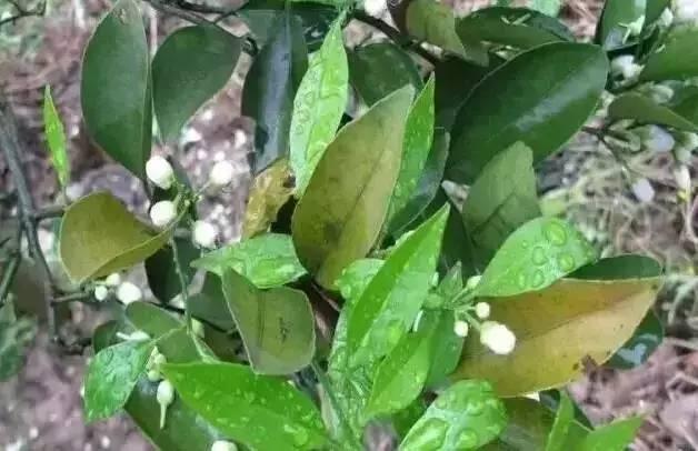 种脐橙果农,种橙子农民