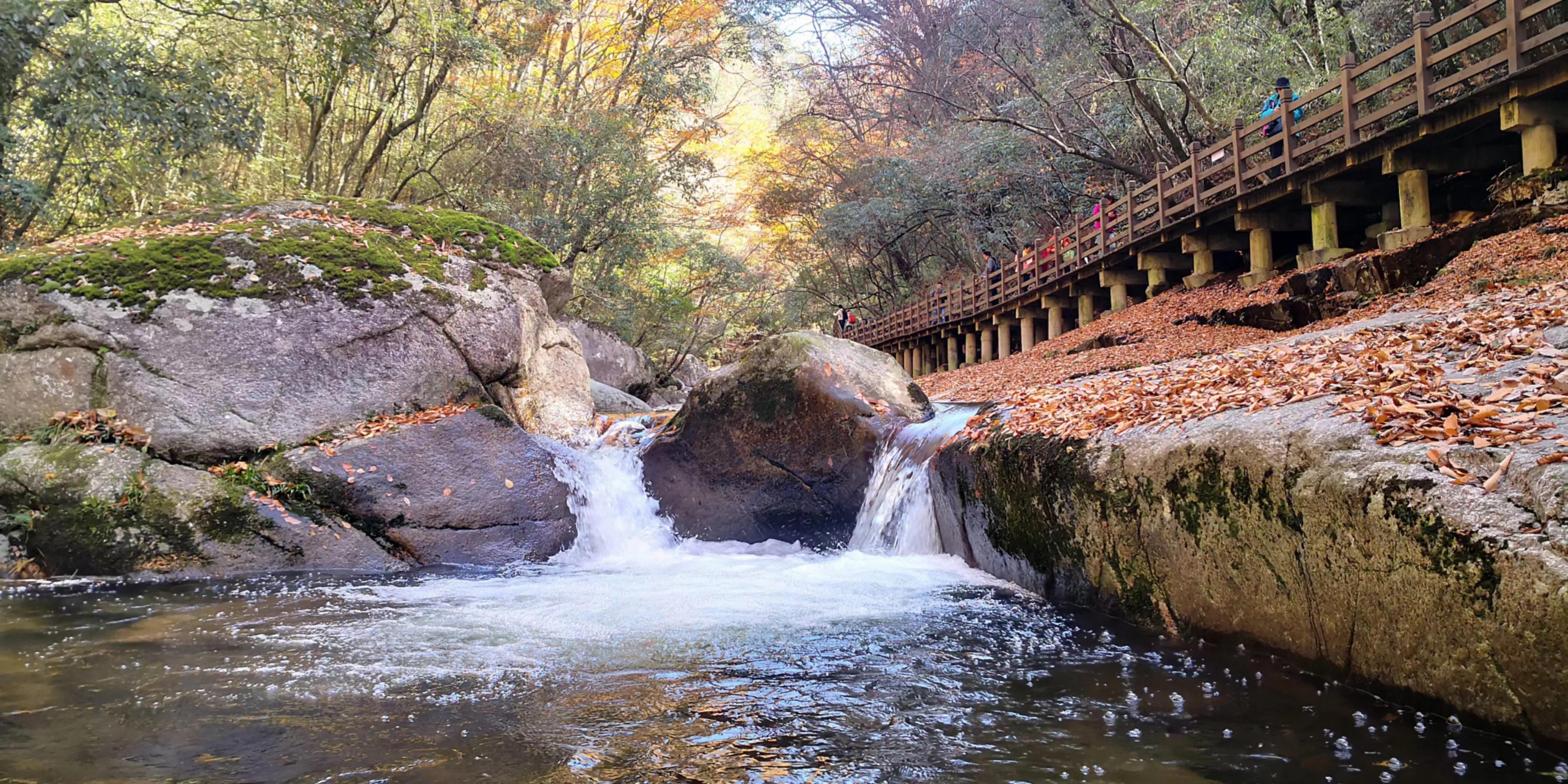 秋天的怀念作者,秋天的怀念