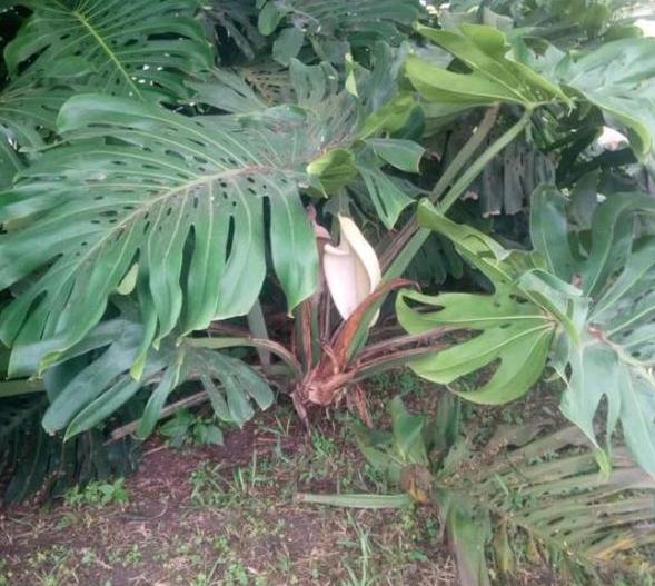 养花怎么养才能养根,养花先养根学一招就能撑爆盆