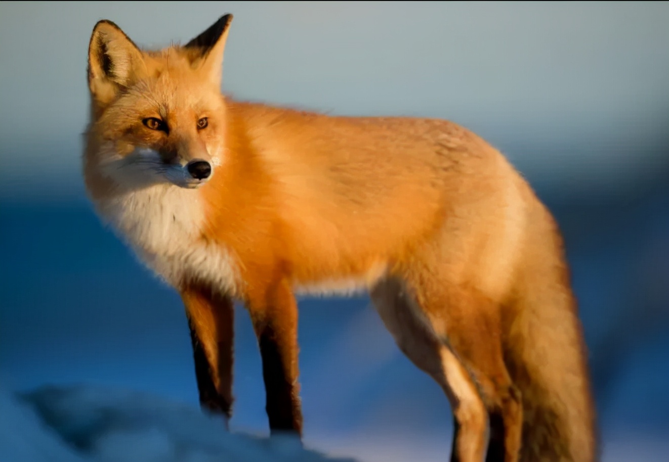 这本充满诡谲、弱肉强食的《列那狐》，我为什么强烈给孩子推荐