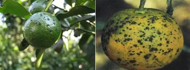 柑橘煤烟病与青苔区别,柑橘白癞病和煤烟病的区别