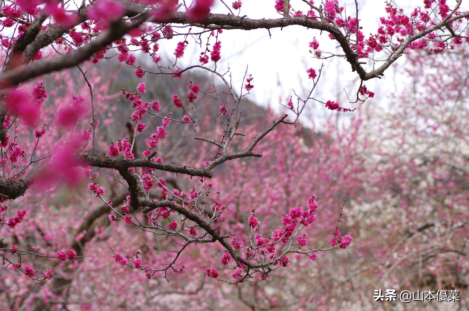 不先一步感受春天的到来吗日本全国华丽的梅花名胜