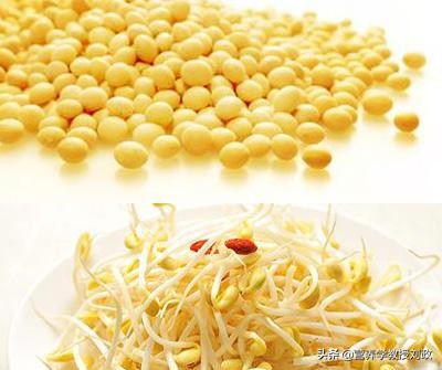 谷雨时节吃黄豆芽的好处,春季多吃黄豆芽