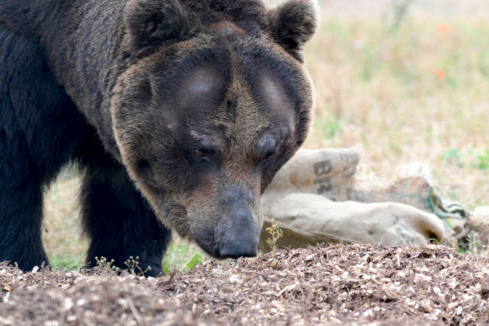 大兴安岭黑熊和东北虎,人熊是什么熊