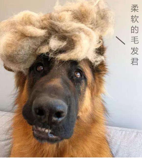 德国牧羊犬被哪些地方禁养,德国牧羊犬为什么不建议养