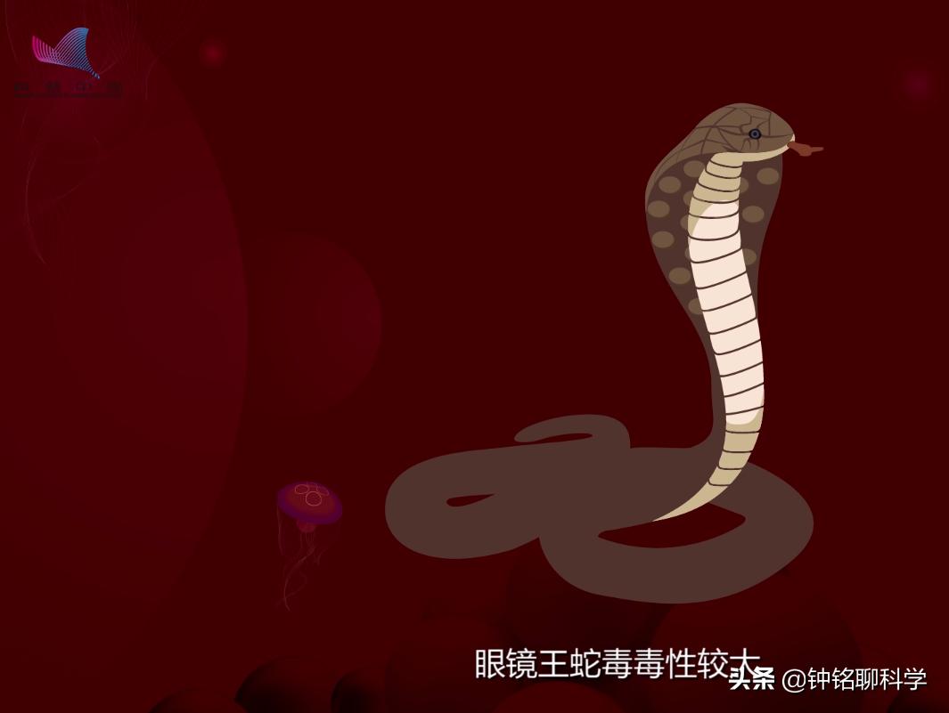 男子被蛇咬了毒蛇却奄奄一息,被毒蛇咬伤用什么蛇药