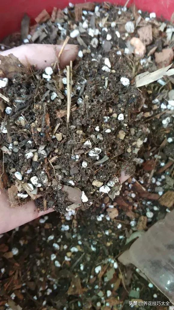 绿萝不花钱怎么可以养得更旺盛,绿萝水养放什么长得快